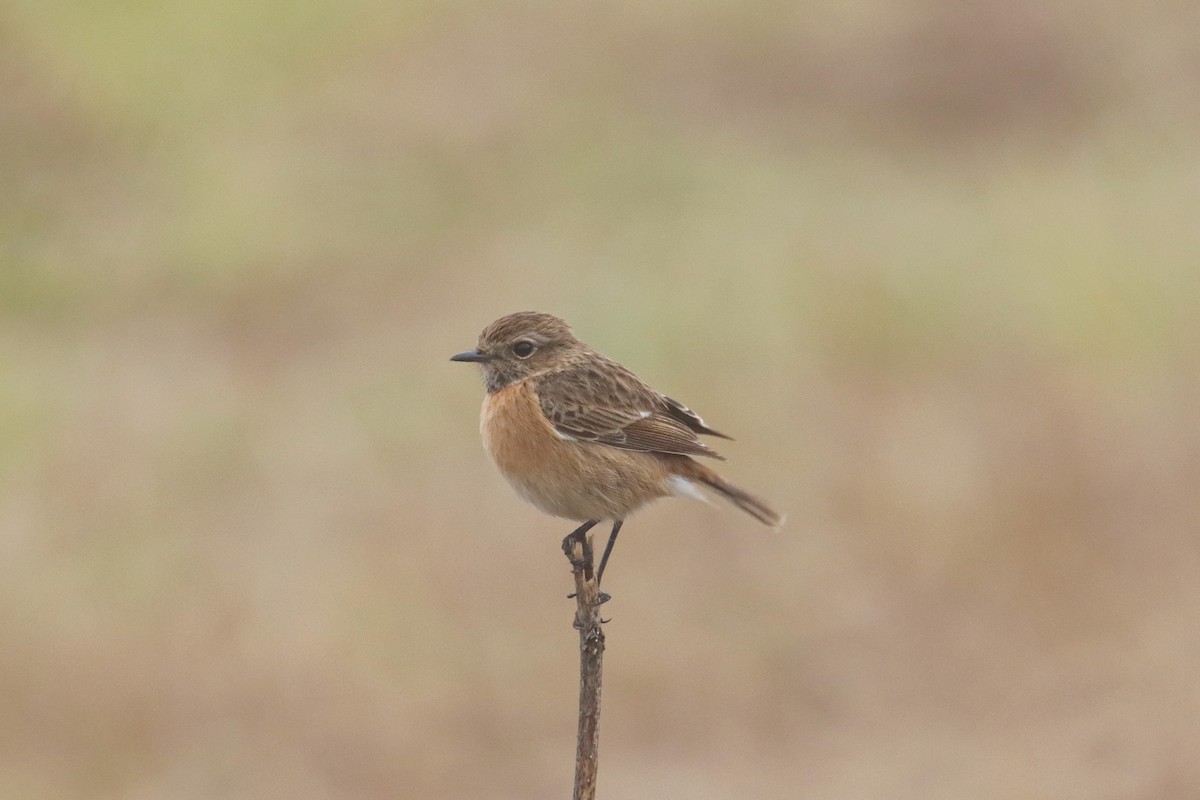 European Stonechat - ML646245563