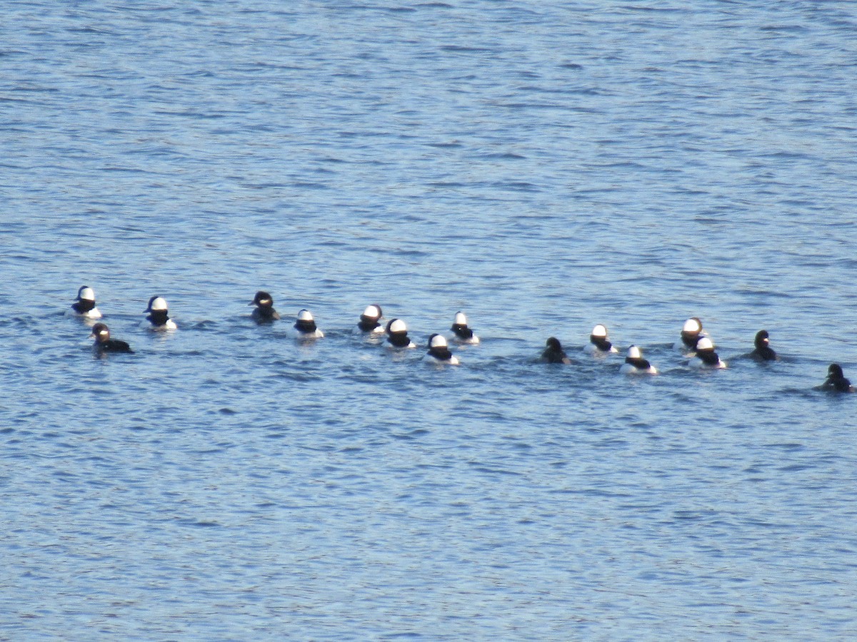 Bufflehead - ML646245564