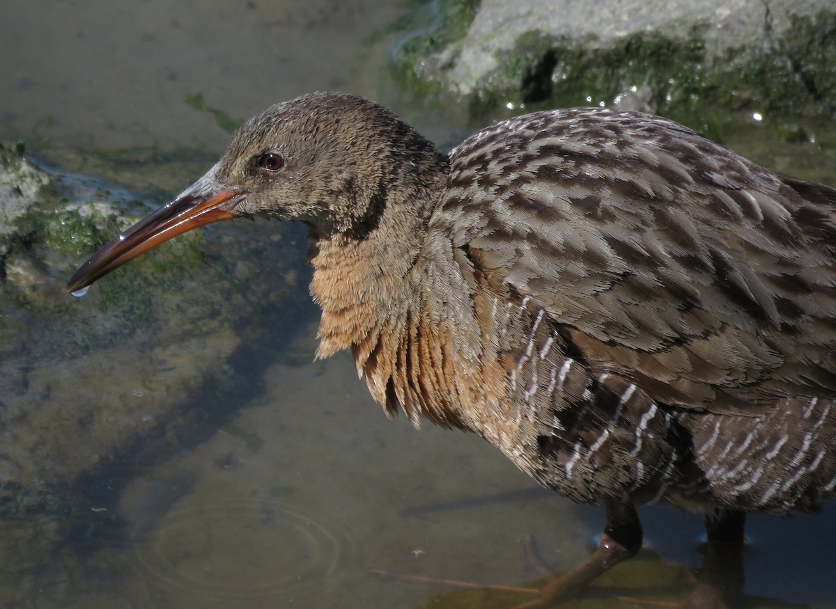 Ridgway's Rail - ML646245573