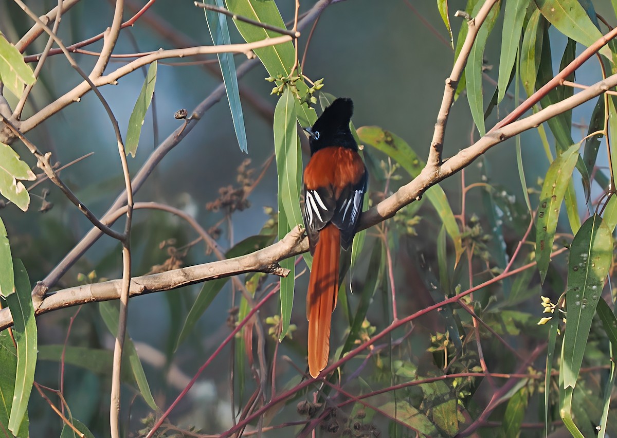 African Paradise-Flycatcher - ML646245574