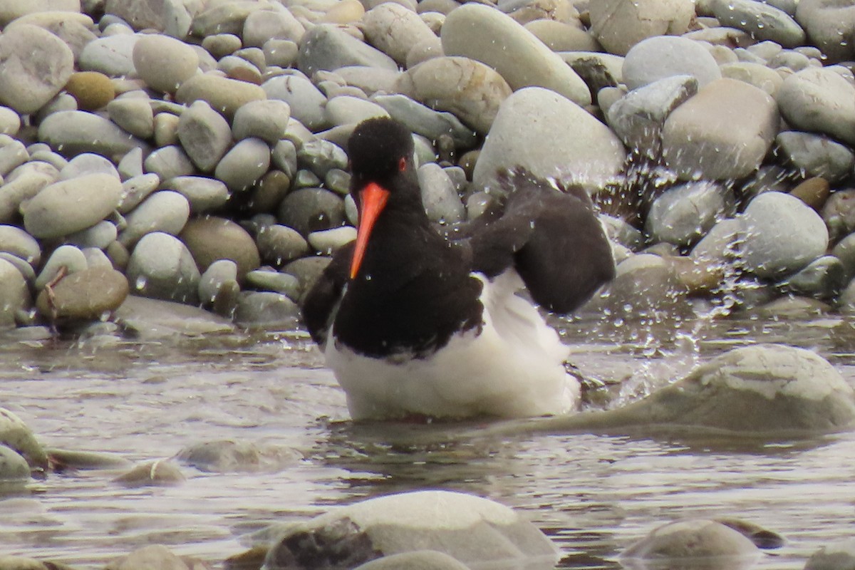 South Island Oystercatcher - ML646245575