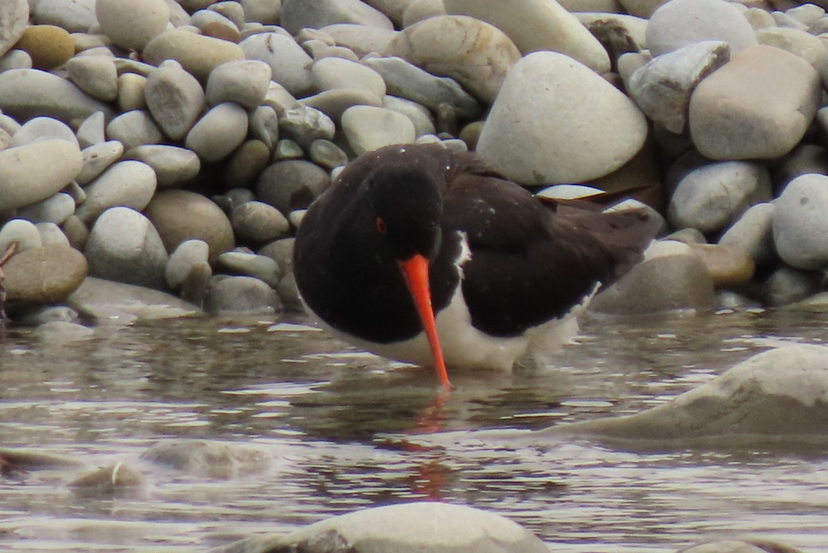 South Island Oystercatcher - ML646245576