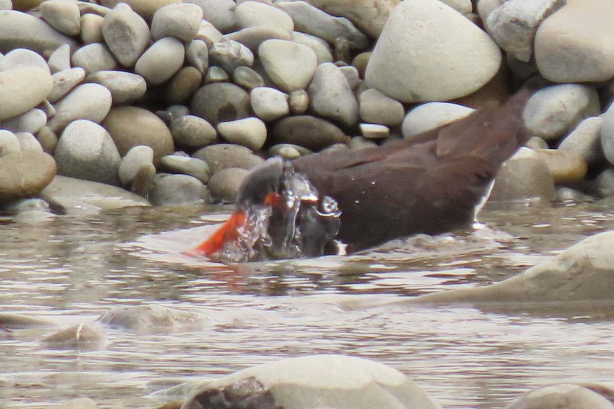 South Island Oystercatcher - ML646245577