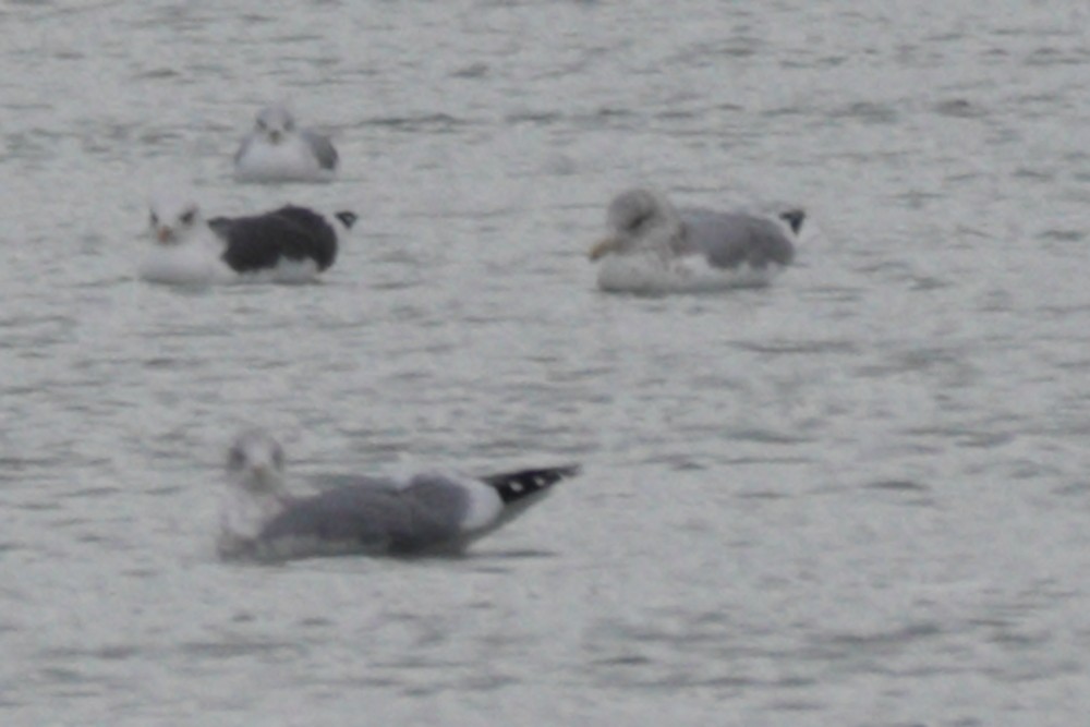 Lesser Black-backed Gull - ML646245578