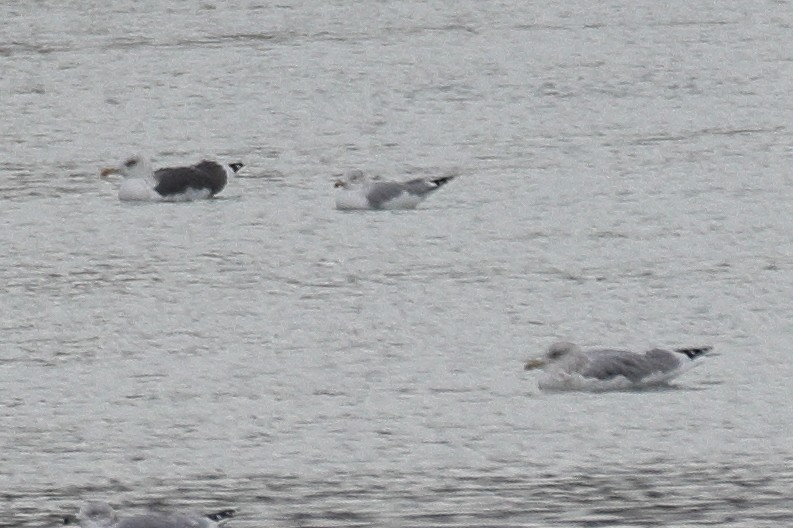 Lesser Black-backed Gull - ML646245579