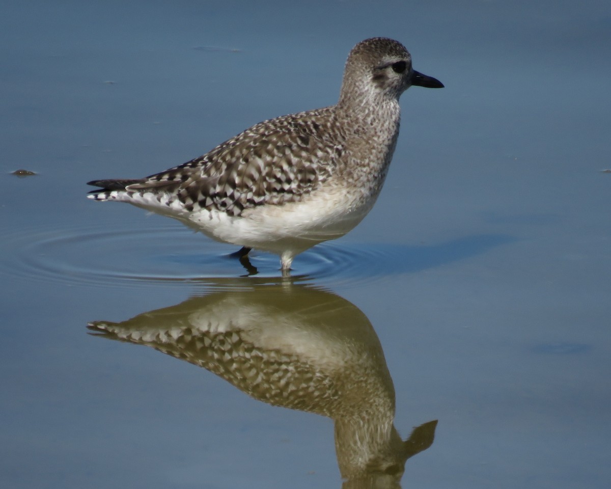 חופזי מנומר - ML646245581