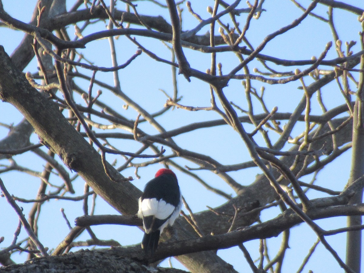 Red-headed Woodpecker - ML646245582