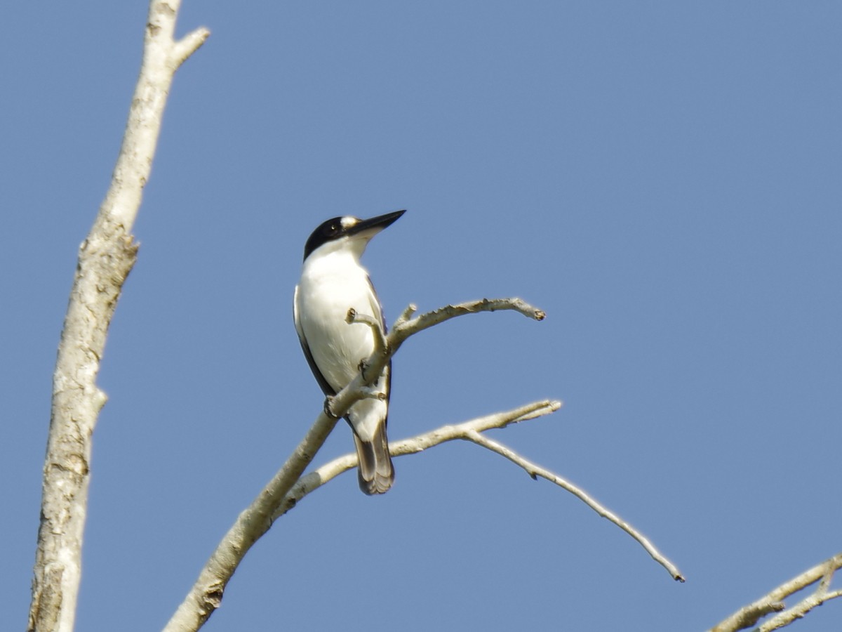 Forest Kingfisher - ML646245584