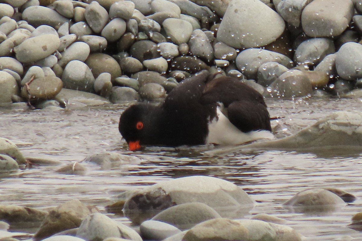 South Island Oystercatcher - ML646245585