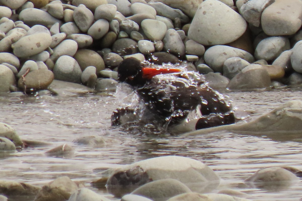 South Island Oystercatcher - ML646245586