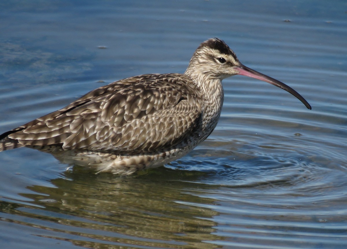 חרמשון אמריקאי - ML646245589
