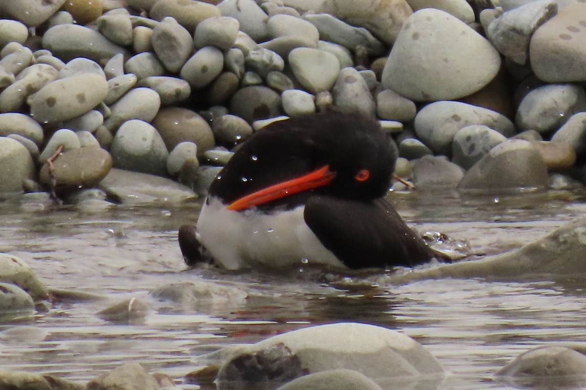South Island Oystercatcher - ML646245592