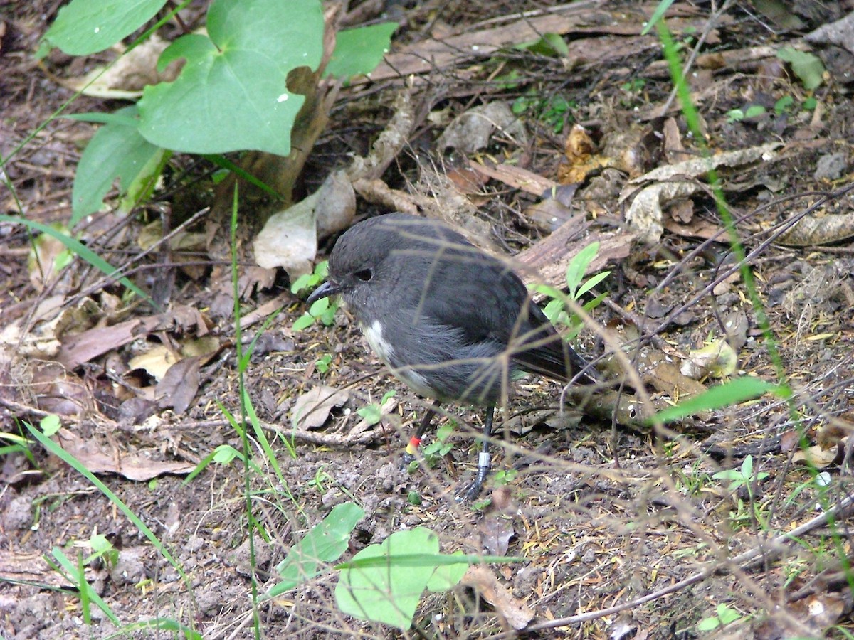 South Island Robin - ML646245600