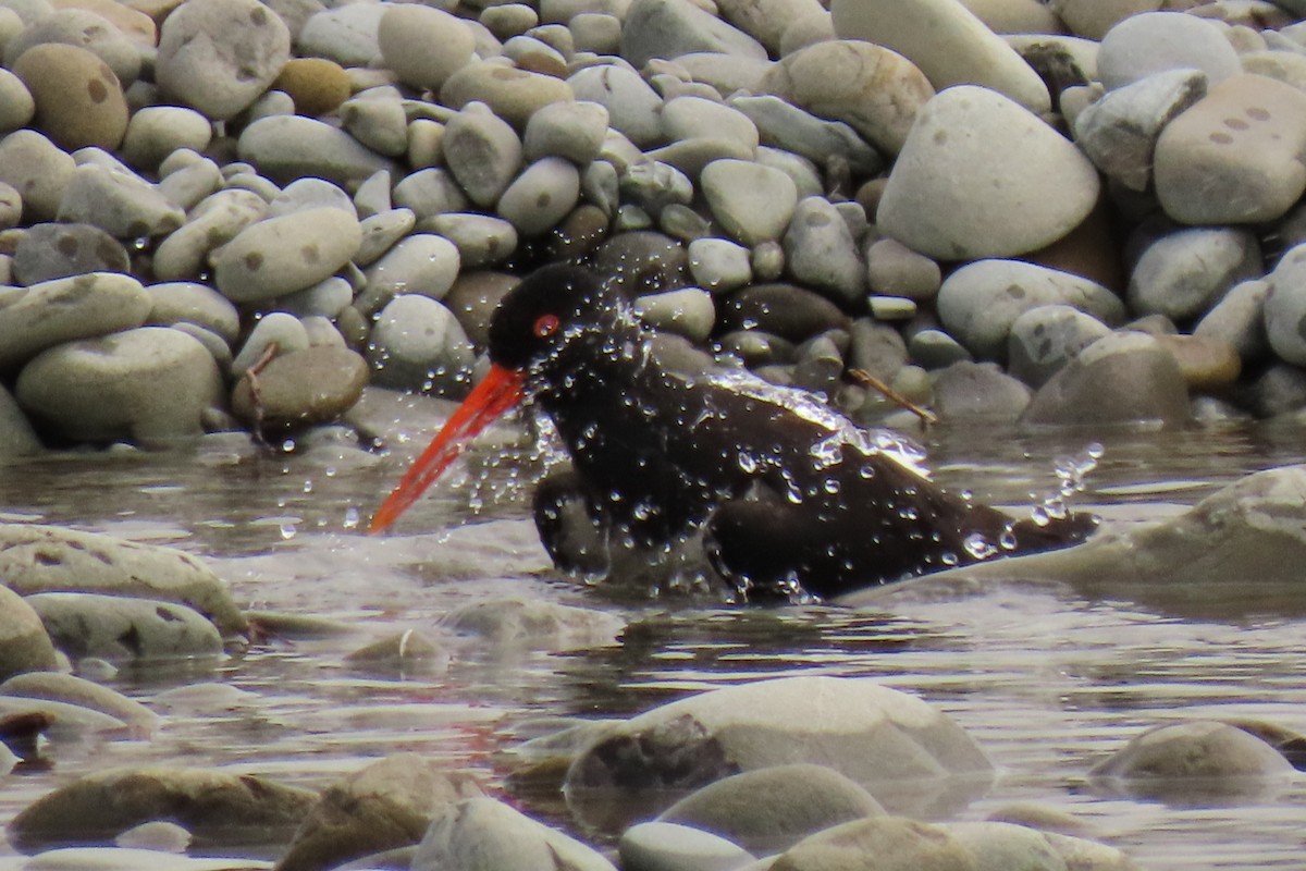 South Island Oystercatcher - ML646245601