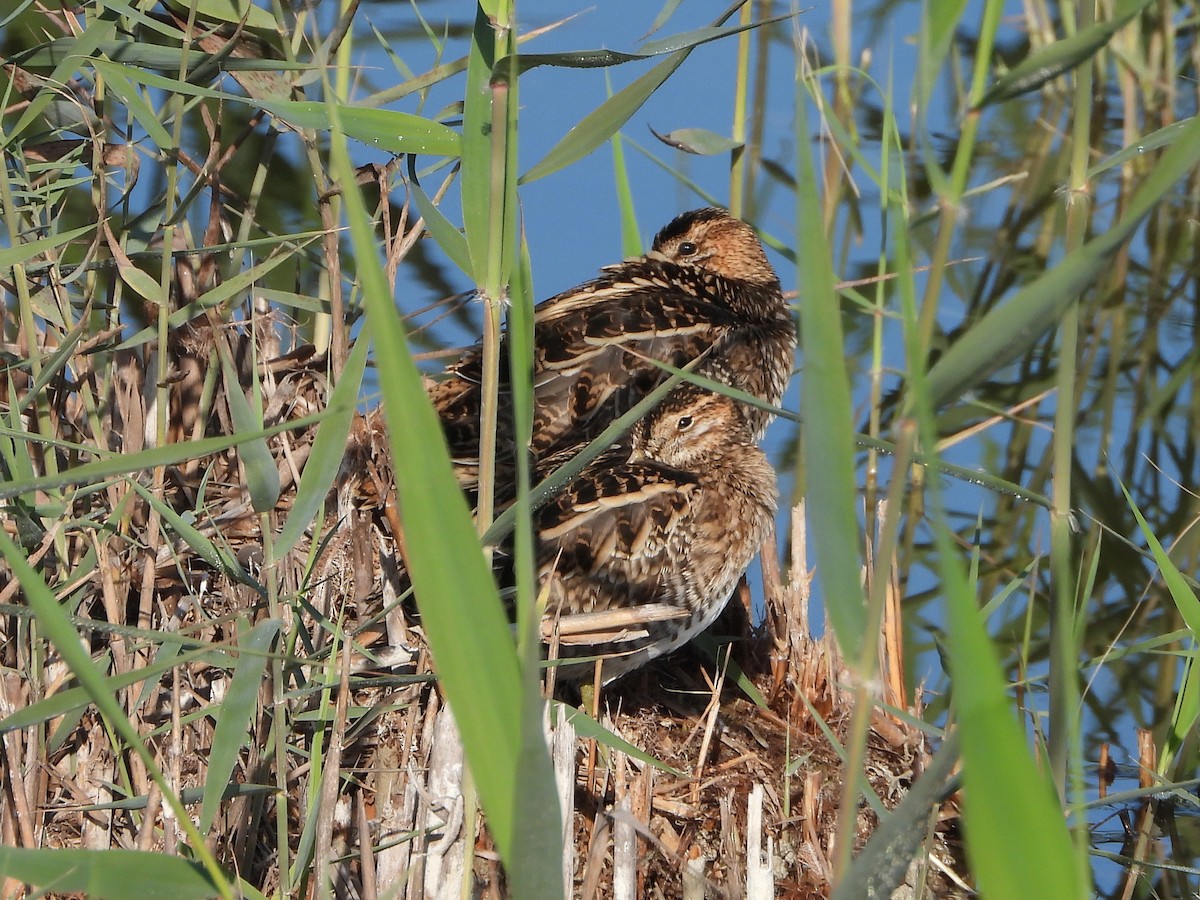 חרטומית ביצות - ML646245602
