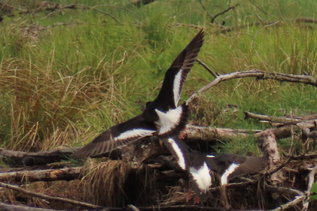 South Island Oystercatcher - ML646245603