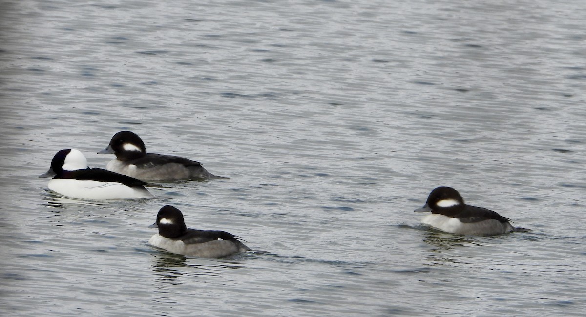 Bufflehead - ML646245604