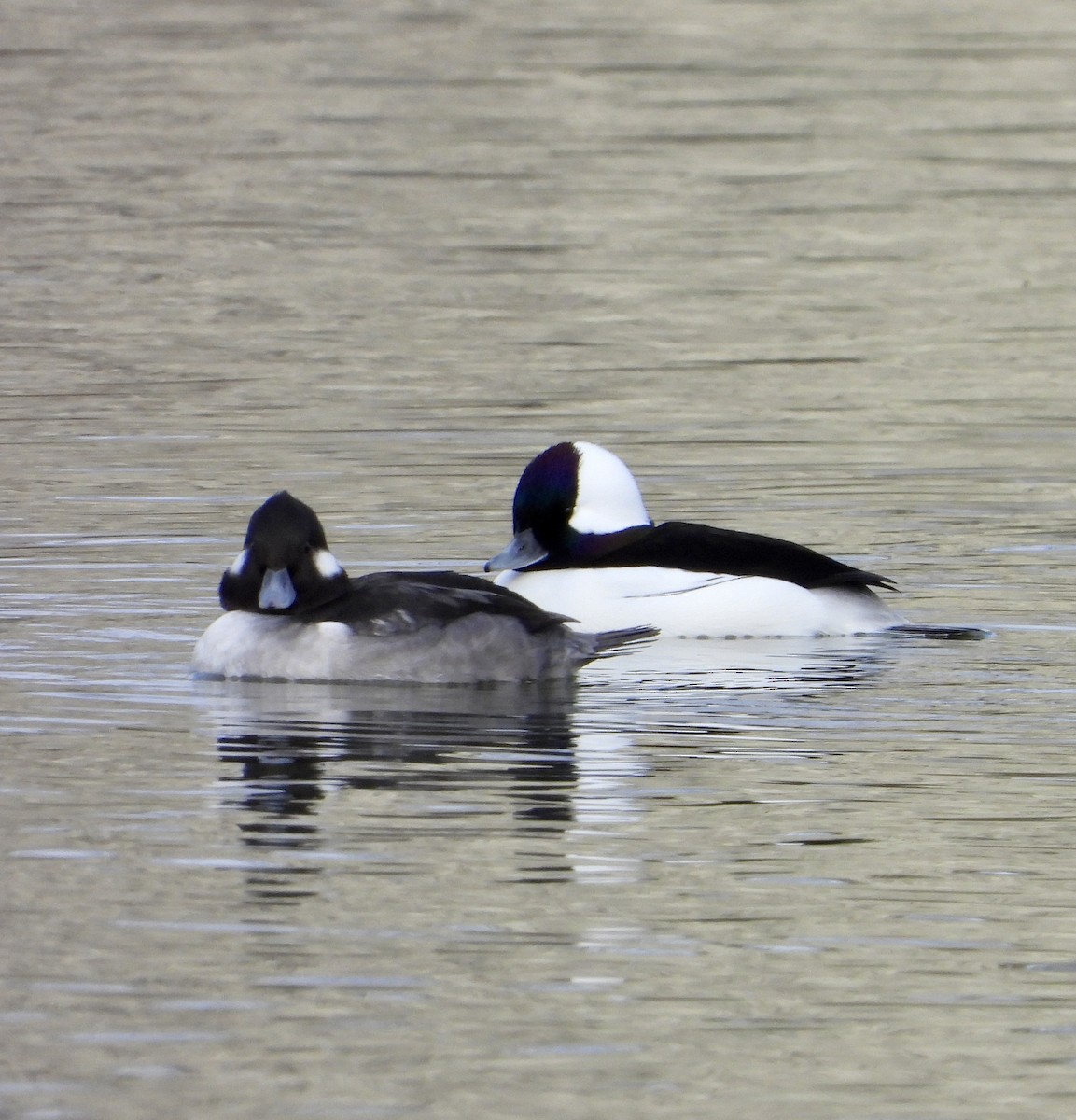 Bufflehead - ML646245605