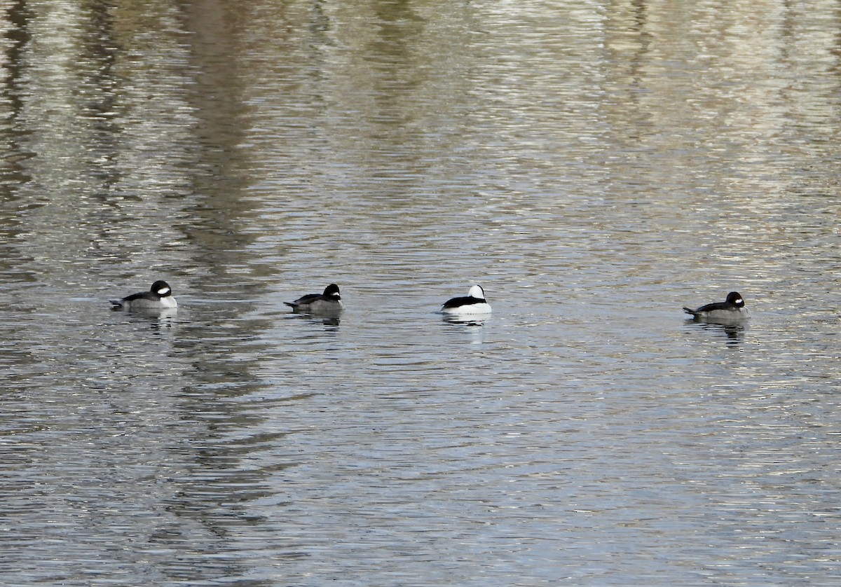 Bufflehead - ML646245606