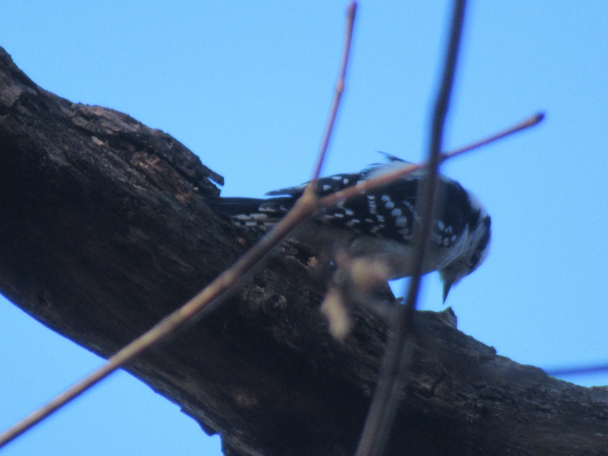Downy Woodpecker - ML646245607