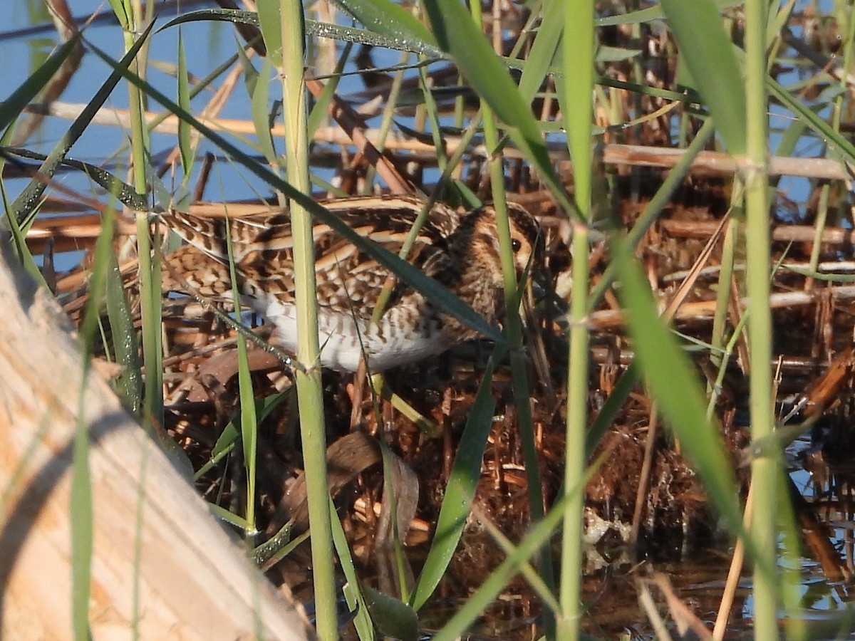 חרטומית ביצות - ML646245610