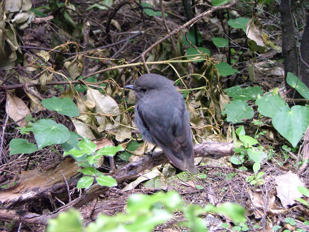 South Island Robin - ML646245611