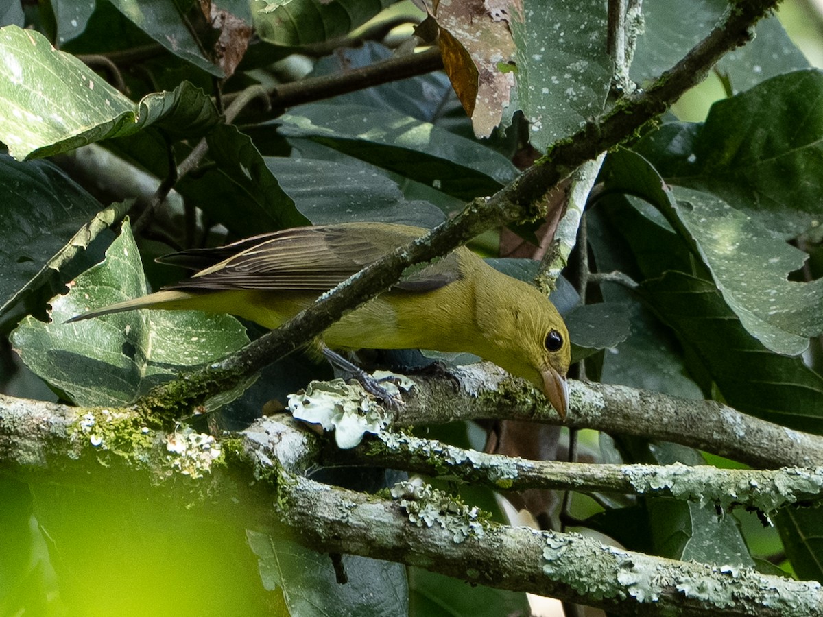 Scarlet Tanager - ML646245612