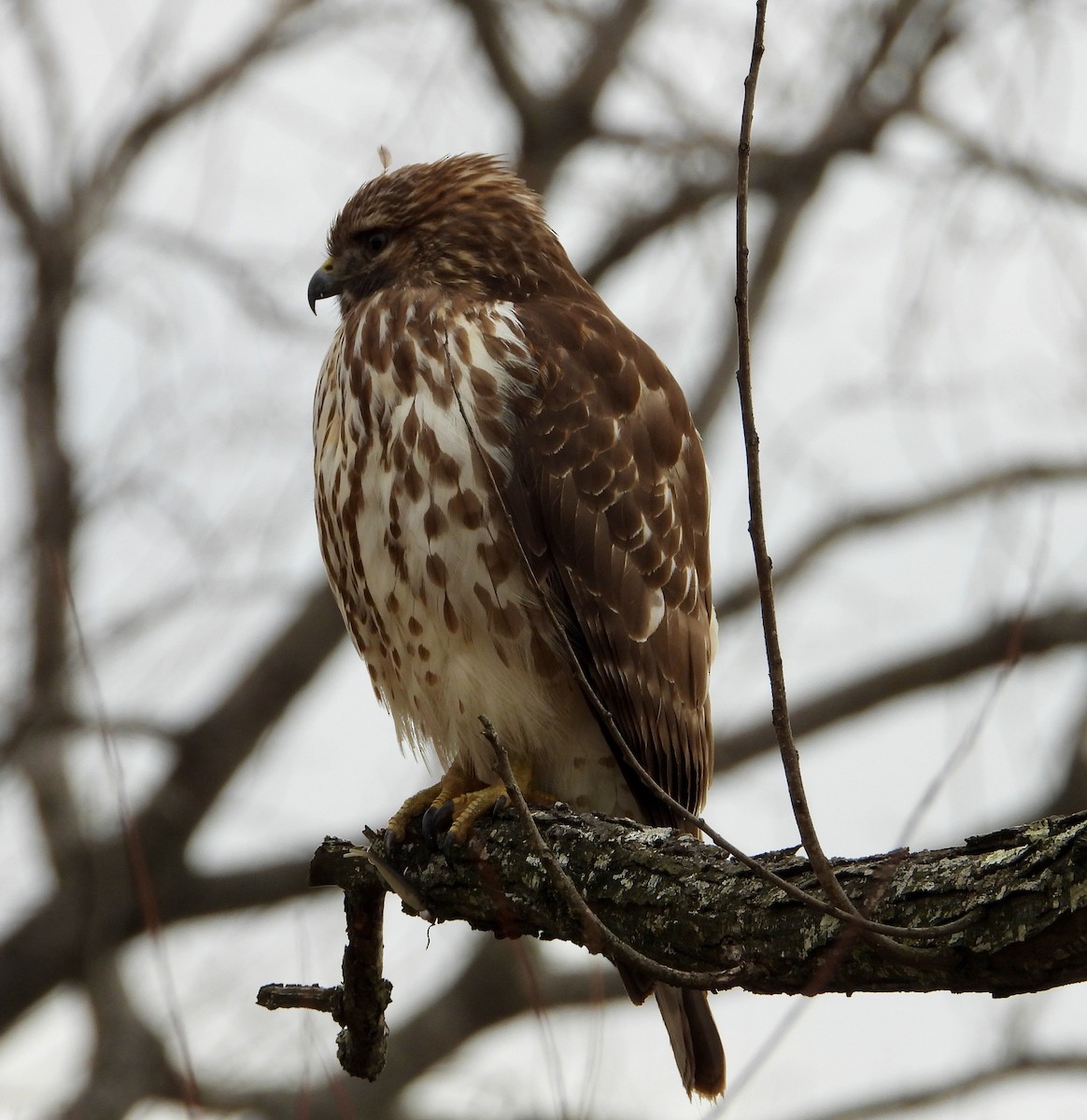 Red-shouldered Hawk - ML646245615