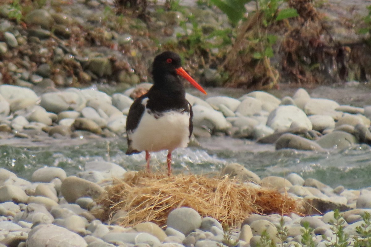 South Island Oystercatcher - ML646245616