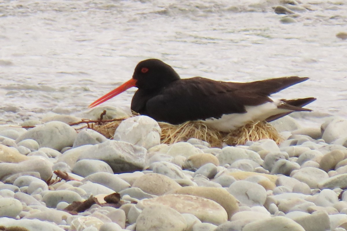 South Island Oystercatcher - ML646245617