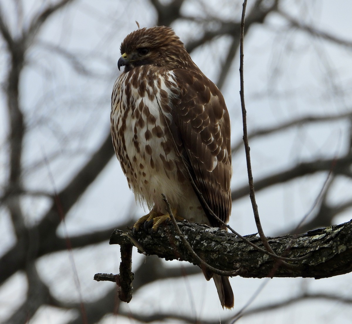 Red-shouldered Hawk - ML646245618