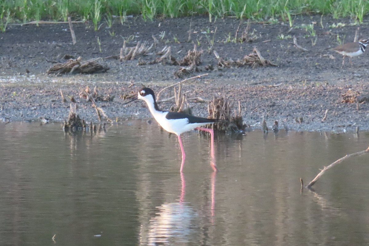 Black-necked Stilt - ML646245628