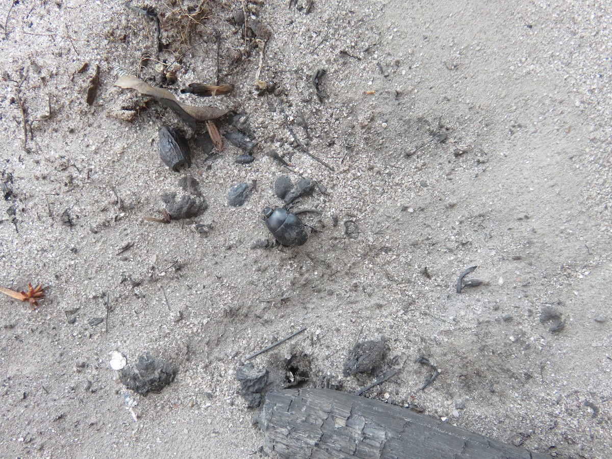 Insects - ML646245629