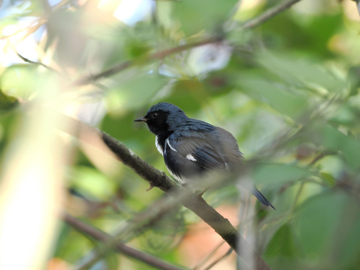 Black-throated Blue Warbler - ML646245636