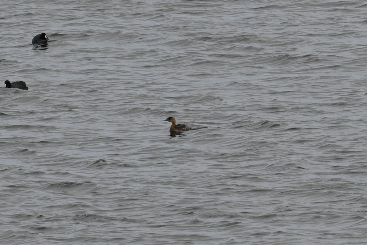 potápka americká - ML646245637