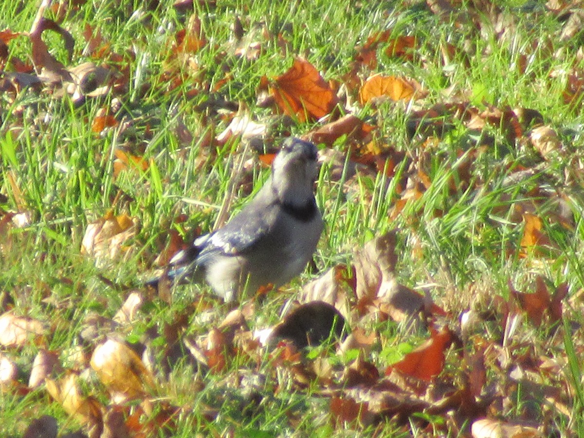 Blue Jay - ML646245641