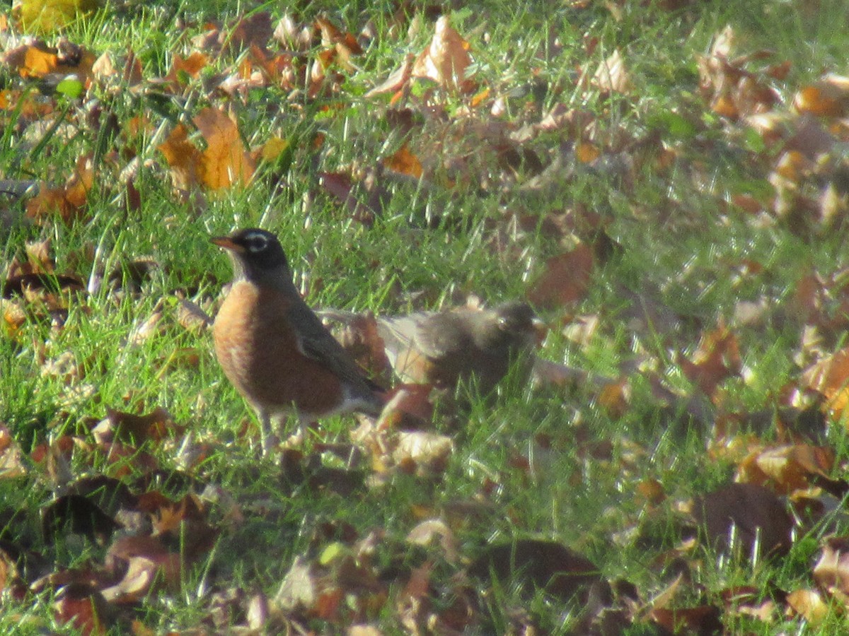 American Robin - ML646245653