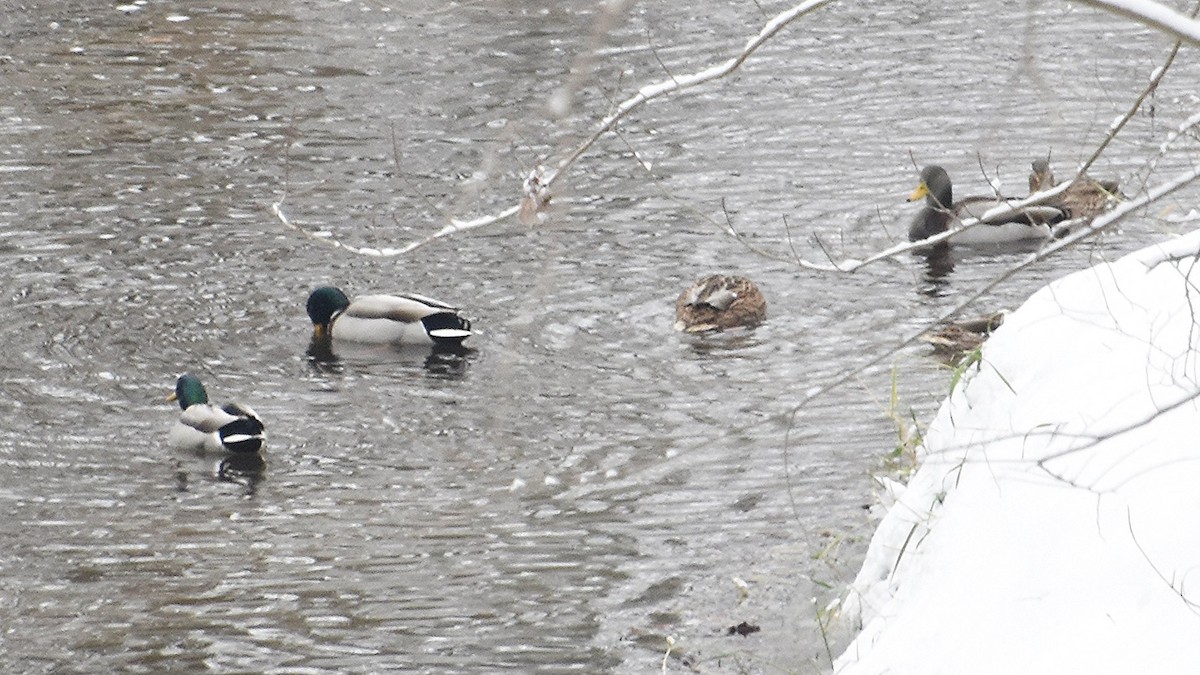 Mallard - ML646245659