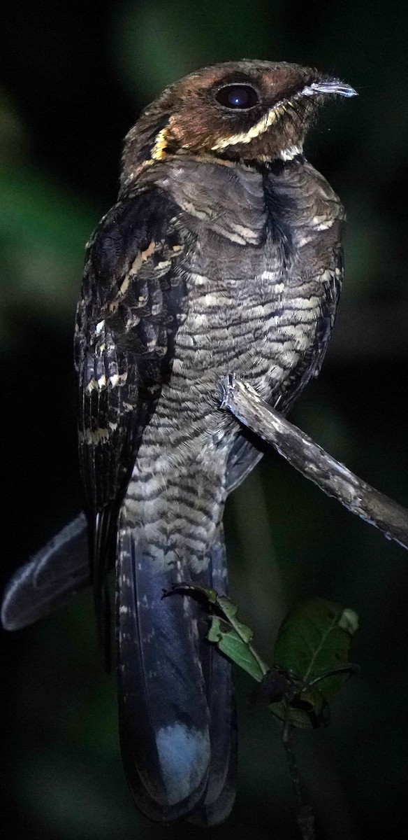 Maharadschanachtschwalbe - ML646245676