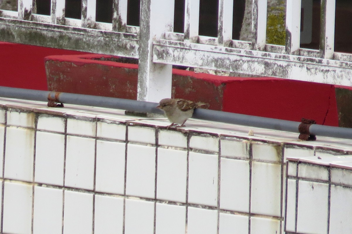 Gorrión Común - ML646245679