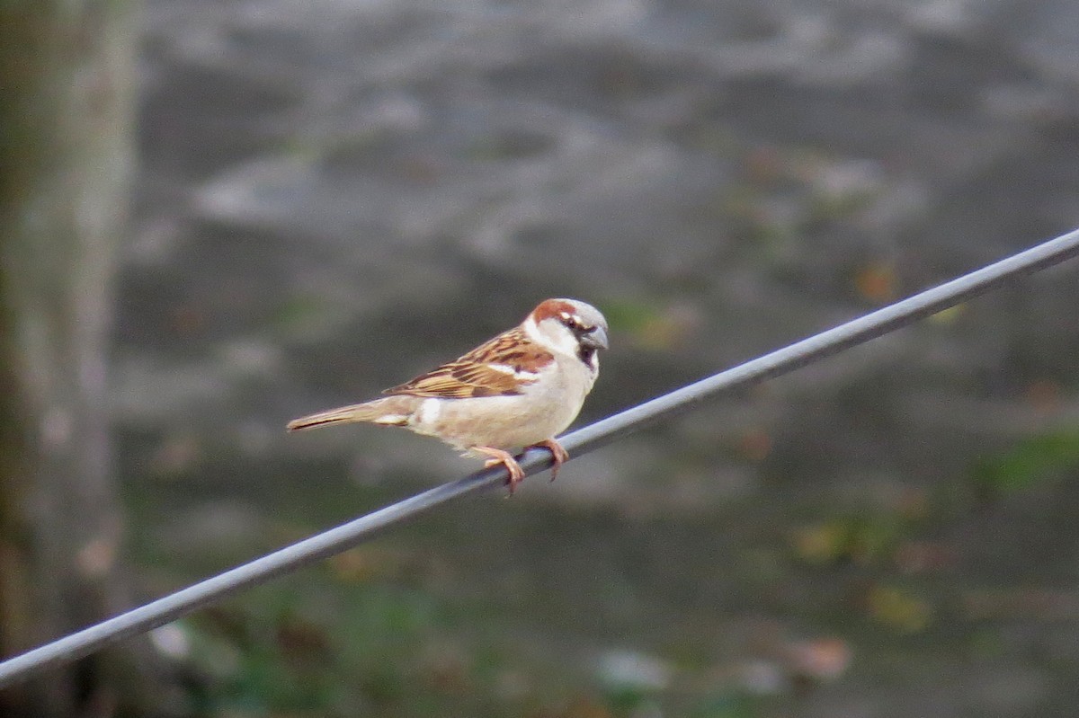 Gorrión Común - ML646245680