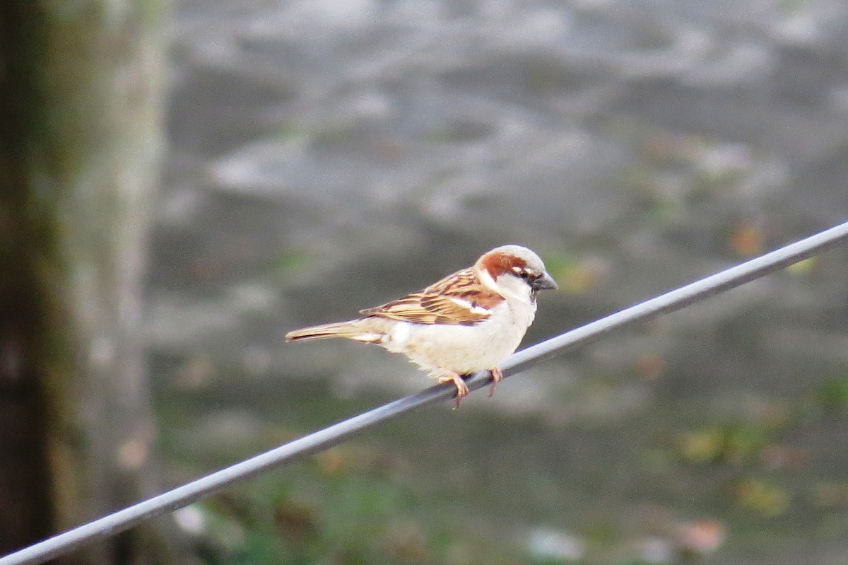 Gorrión Común - ML646245681