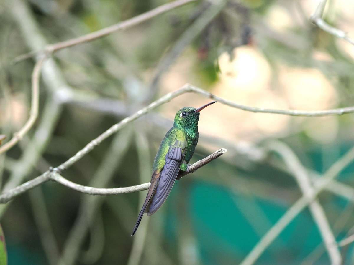 Cuban Emerald - ML646245682