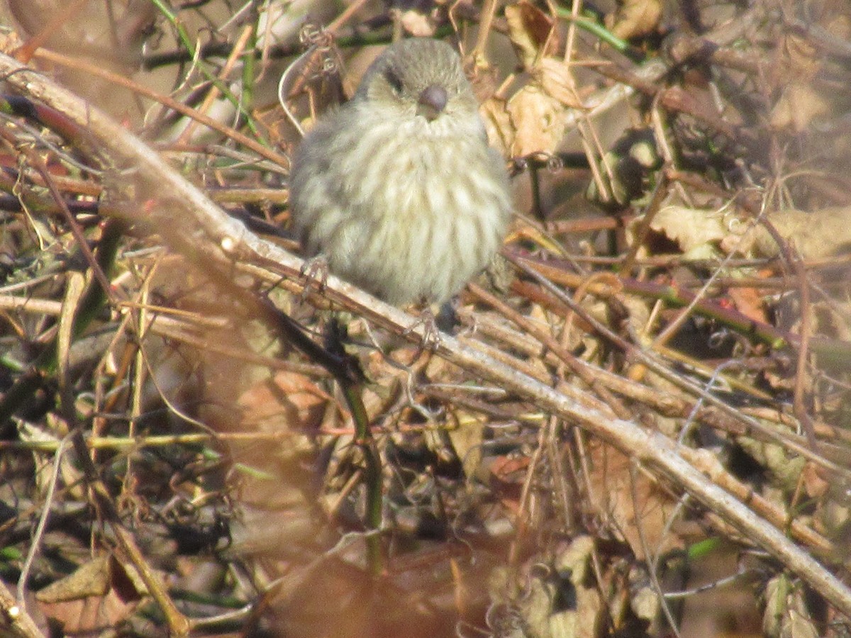 House Finch - ML646245686