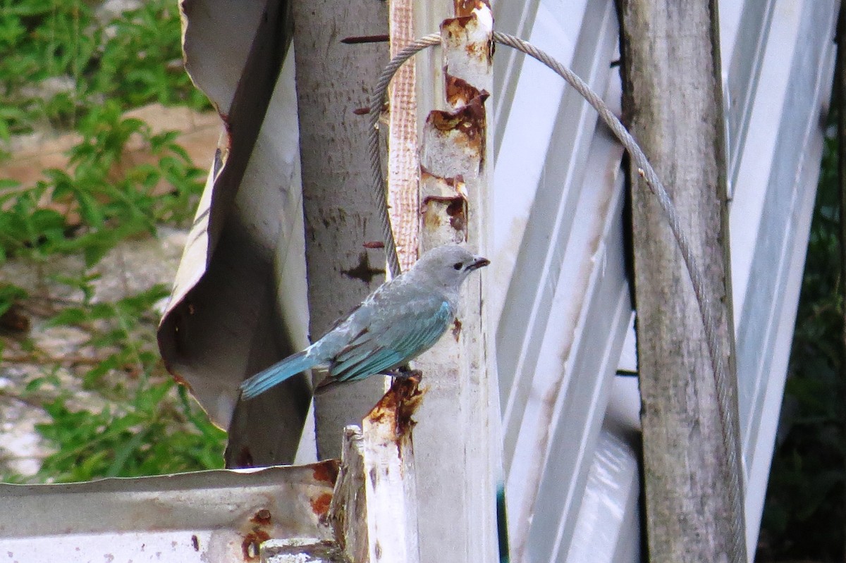 Sayaca Tanager - ML646245696