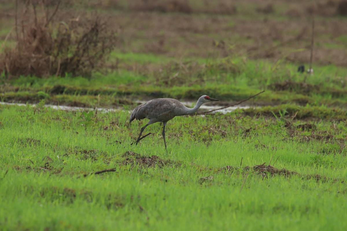 Sandhill Crane - ML646245700