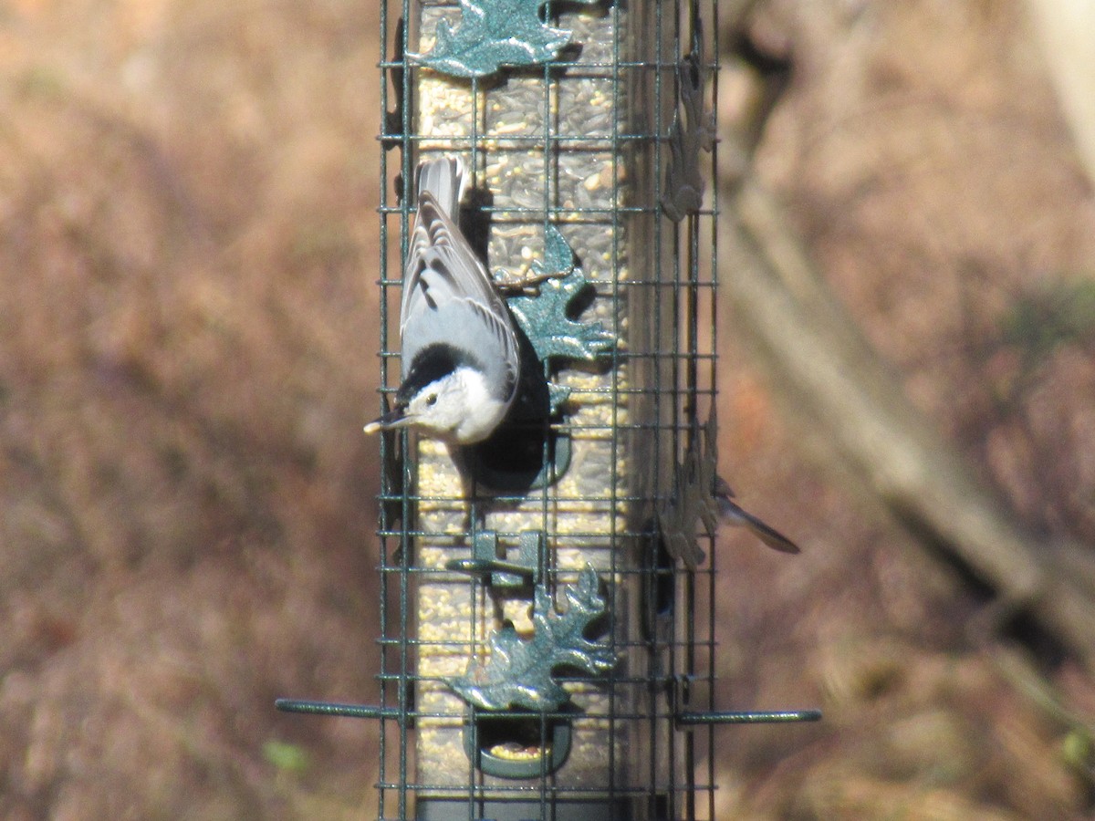 White-breasted Nuthatch - ML646245701