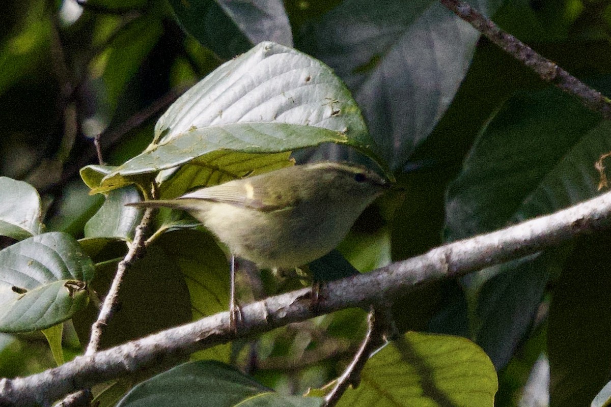 Buff-barred Warbler - ML646245704