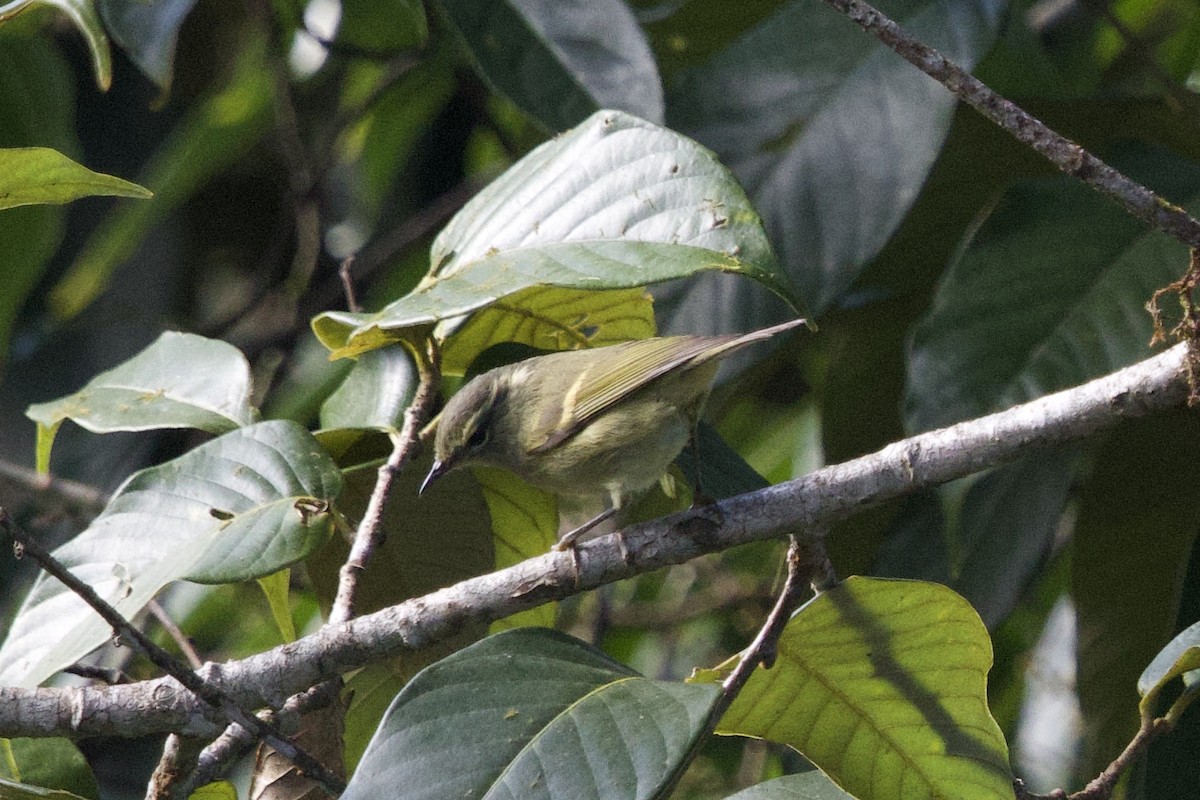 Buff-barred Warbler - ML646245705