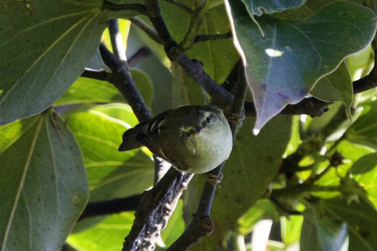 Buff-barred Warbler - ML646245706